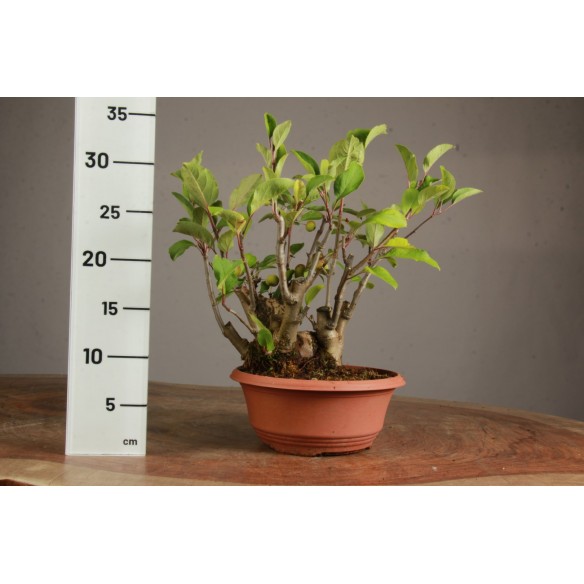 Malus "Everest" - Y0790
