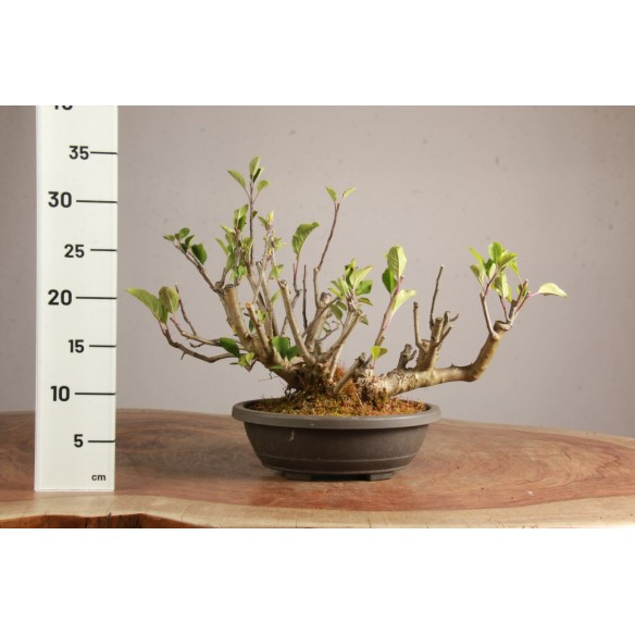 Malus "Everest" - Y0797