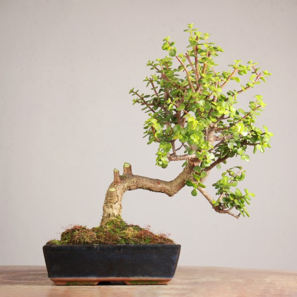 Portulacaria - Y0835