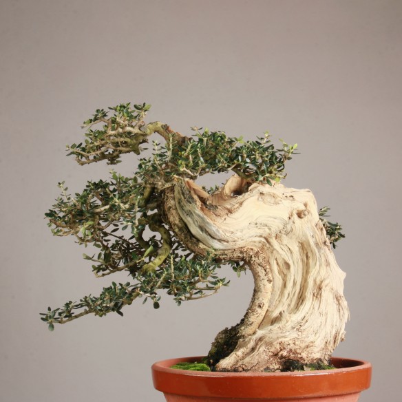 Olea europea 'sylvestris' -...