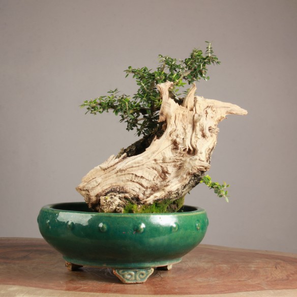 Olea europea 'sylvestris' -...