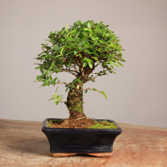 Zelkova nire - Y0846