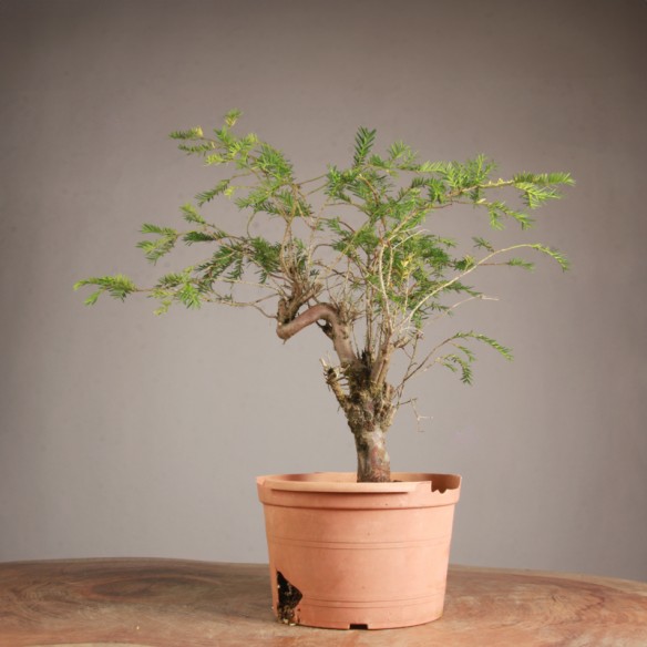 Taxus baccata - Y0857