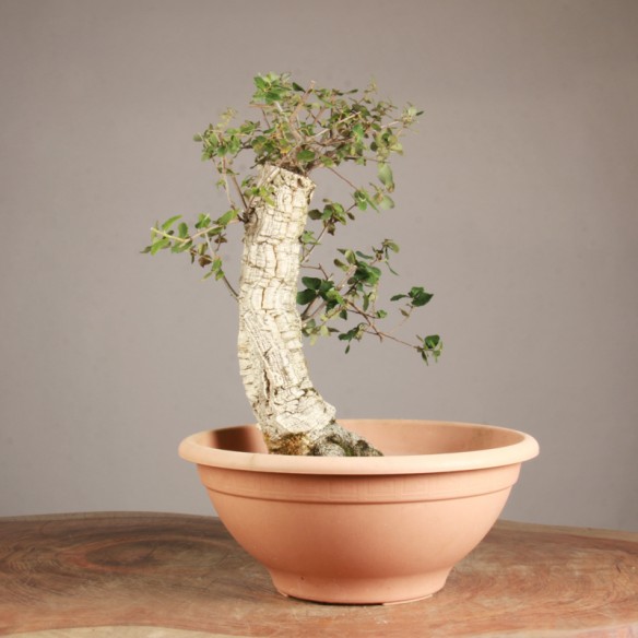 Quercus suber - Y0858