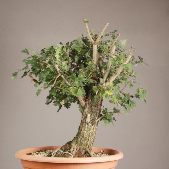 Crataegus monogyna - Y0134