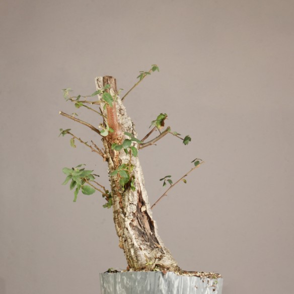 Quercus suber - Y0861
