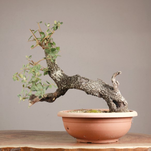 Quercus ilex - Y0862