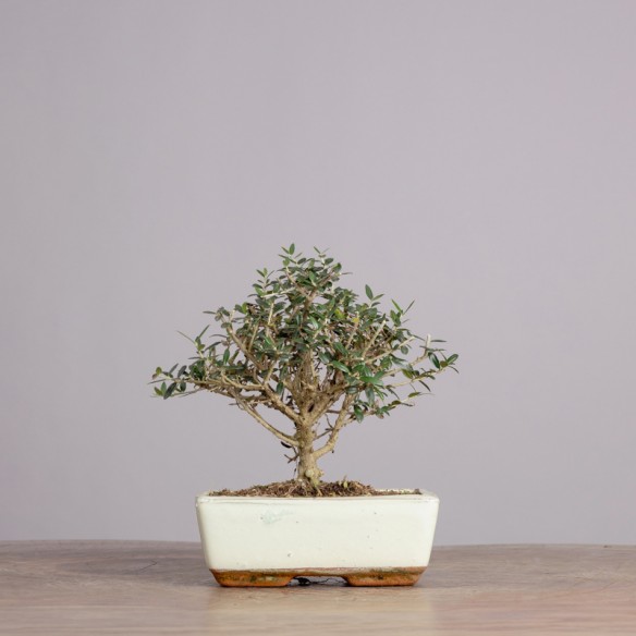 OLEA EUROPEA 'SYLVESTRIS' -...