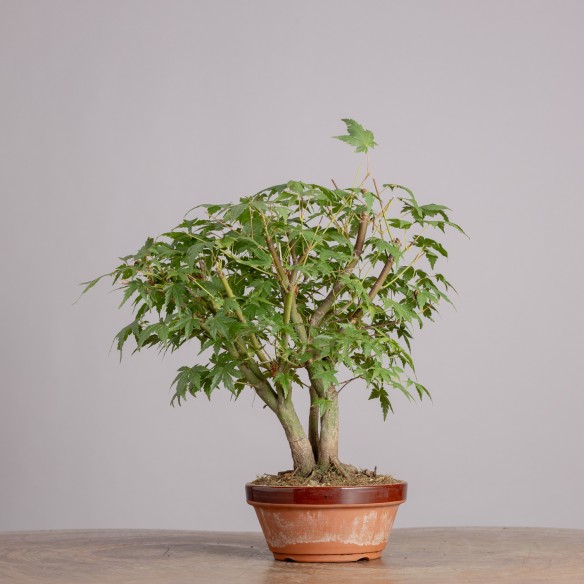 ACER PALMATUM "YAMAMOMIJI"...