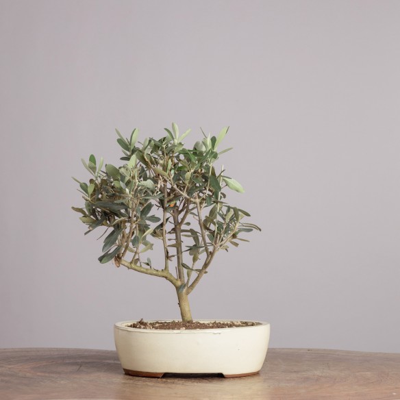 OLEA EUROPEA - Y0912