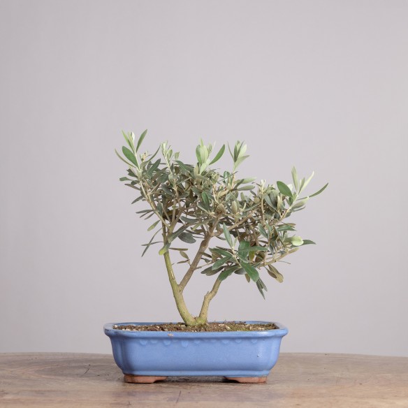 OLEA EUROPEA - Y0915