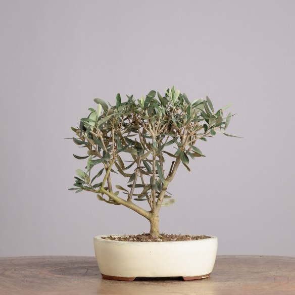 OLEA EUROPEA - Y0916