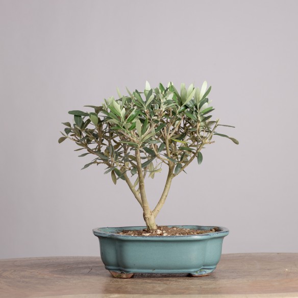 OLEA EUROPEA - Y0920