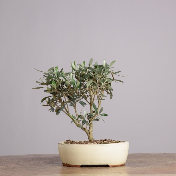 OLEA EUROPEA - Y0924