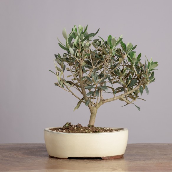 OLEA EUROPEA - Y0925