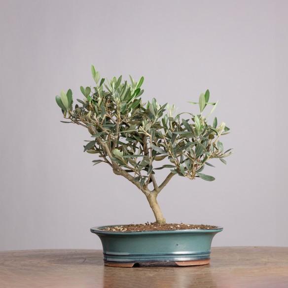 OLEA EUROPEA - Y0926