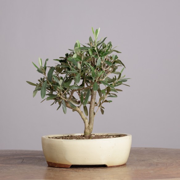 OLEA EUROPEA - Y0927