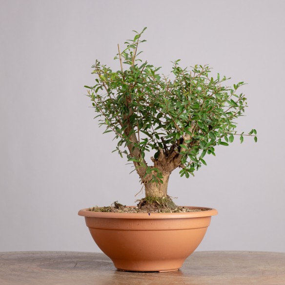 PUNICA GRANATUM NANA - Y0934