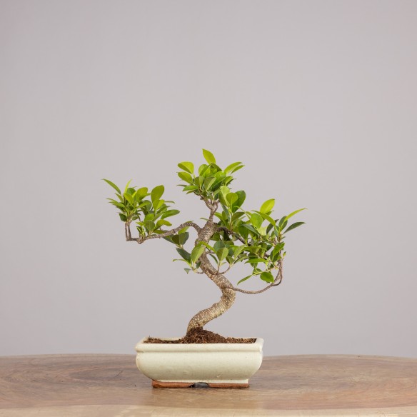Ficus retusa - Maceta 20 cm