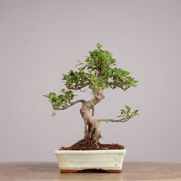 Ficus retusa - Maceta 25 cm