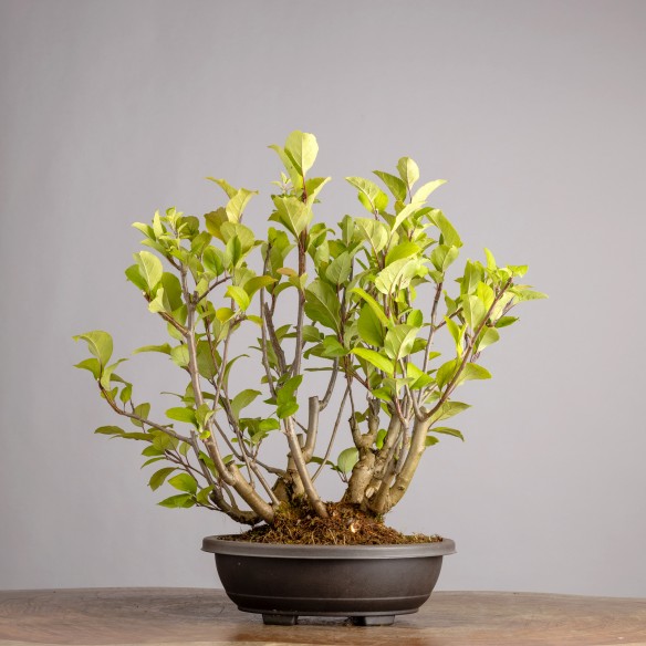 MALUS "EVEREST" - Y0940