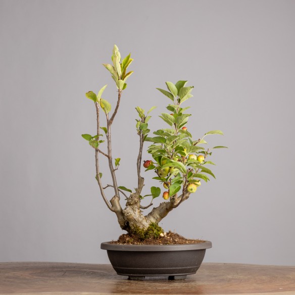MALUS "EVEREST" - Y0941