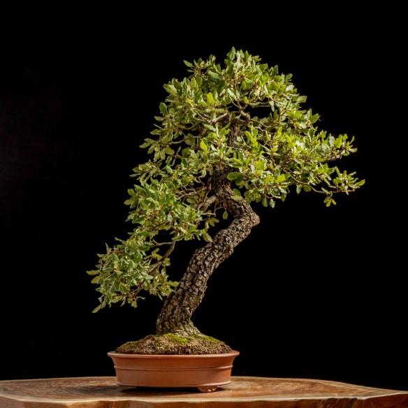 QUERCUS FAGINEA - Y0947