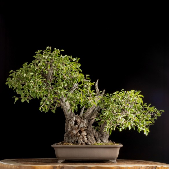 PRUNUS MAHALEB - Y0948