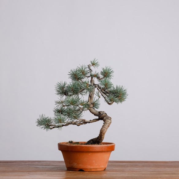 PINUS PARVIFLORA - Y0954