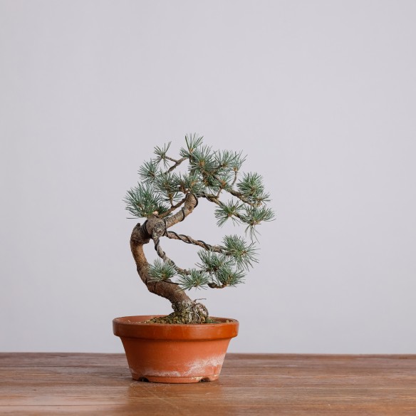 PINUS PARVIFLORA - Y0955