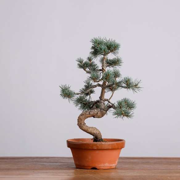 PINUS PARVIFLORA - Y0956
