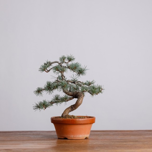 PINUS PARVIFLORA - Y0961