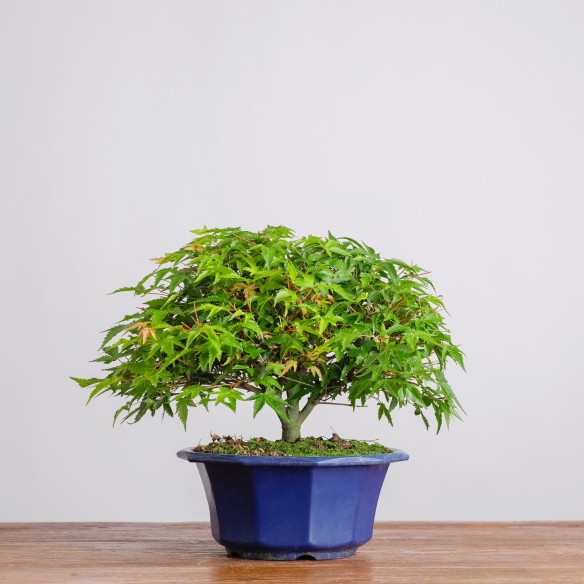 ACER PALMATUM "KIYOHIME" -...
