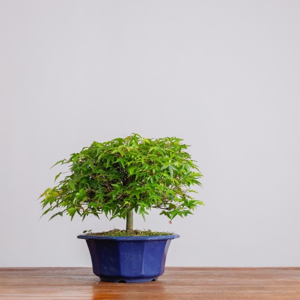 ACER PALMATUM "KIYOHIME" -...