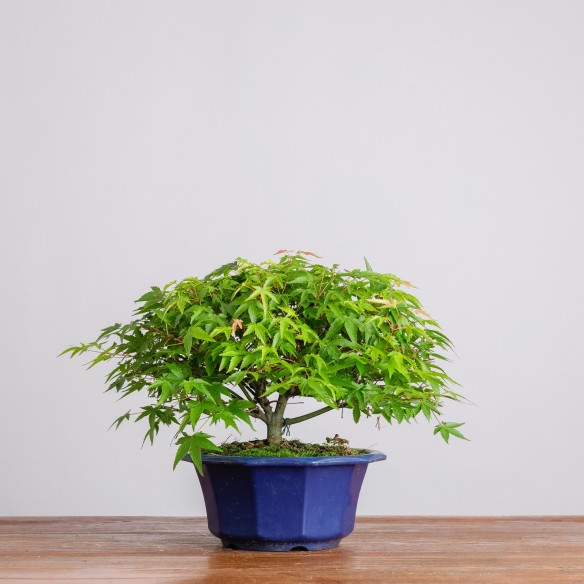 ACER PALMATUM "KIYOHIME" -...
