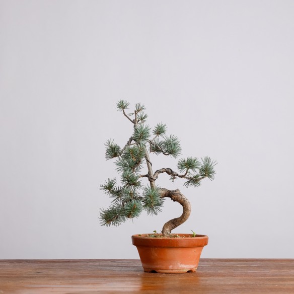 PINUS PARVIFLORA - Y0979