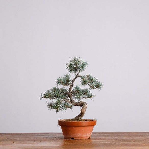 PINUS PARVIFLORA - Y0981
