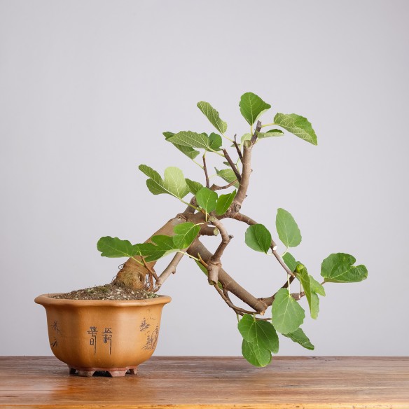 FICUS CARICA - Y0990