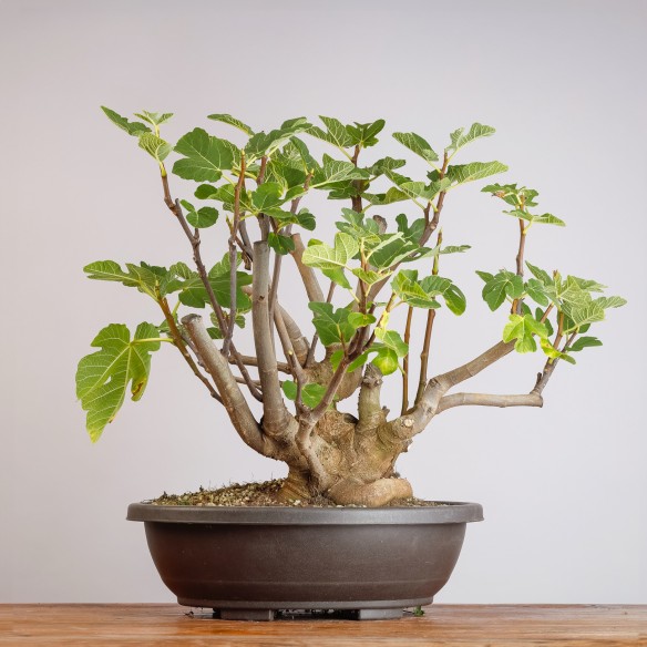 FICUS CARICA - Y0996