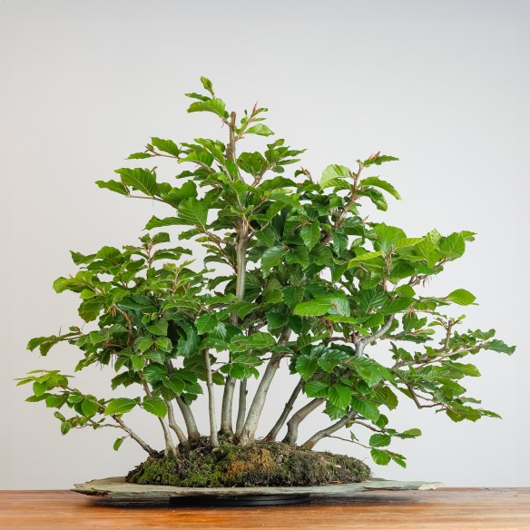 FAGUS SYLVATICA - Y0997