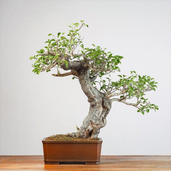 PRUNUS MAHALEB - Y0999