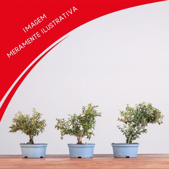 Cotoneaster spp.