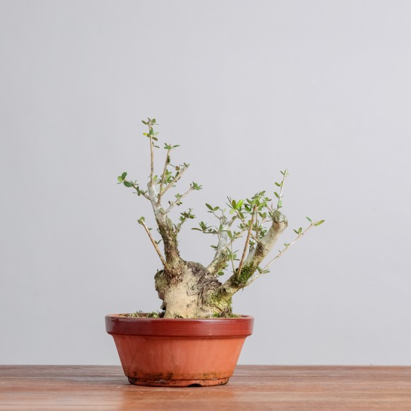 OLEA EUROPEA SYLVESTRIS -...