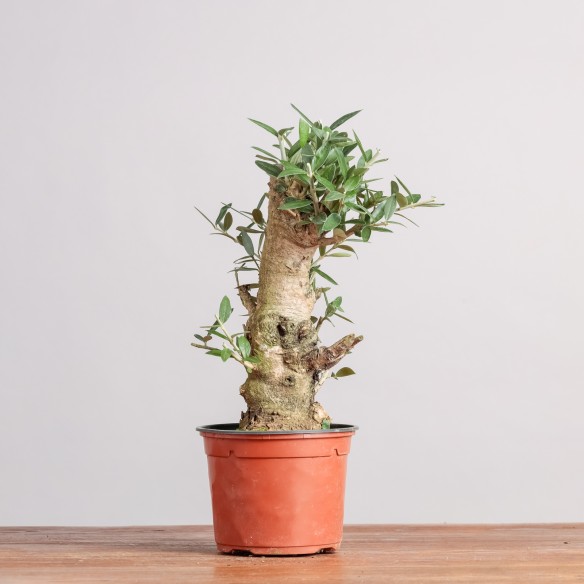 OLEA EUROPEA SYLVESTRIS -...