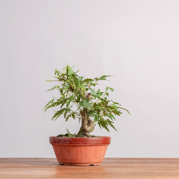 ACER PALMATUM "YAMAMOMIJI"-...
