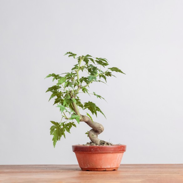 ACER PALMATUM "YAMAMOMIJI"-...