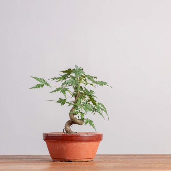 ACER PALMATUM "YAMAMOMIJI"-...