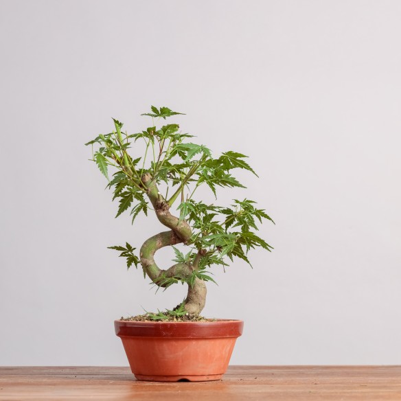 ACER PALMATUM "YAMAMOMIJI"-...