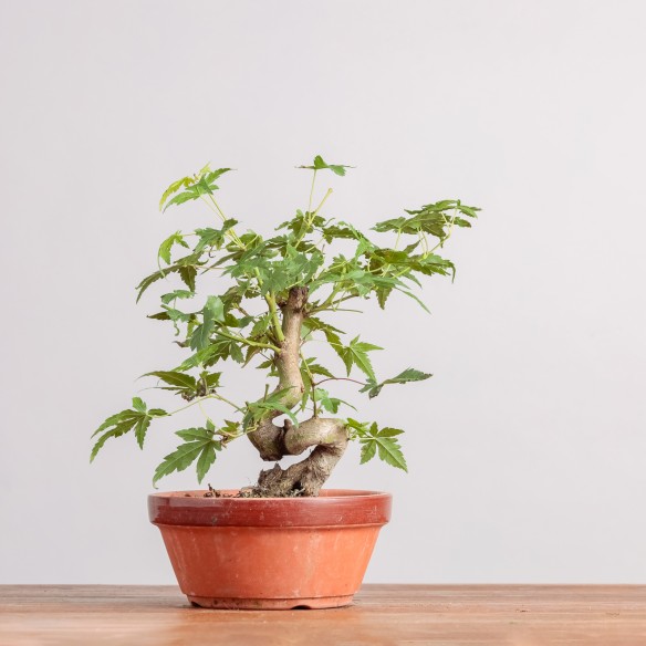 ACER PALMATUM "YAMAMOMIJI"-...