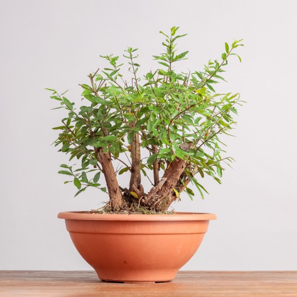 PUNICA GRANATUM NANA - Y0320